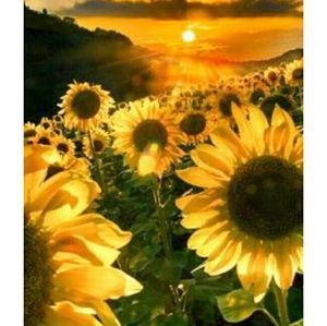 Meet your Posher, Vonda